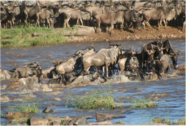 kenya tanzania